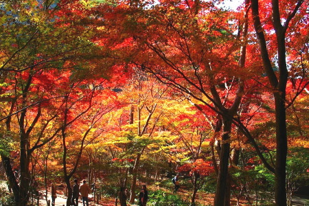 紅葉の瑞宝寺公園
