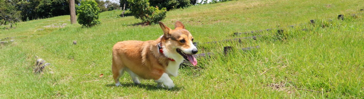 ドッグランのあるペット(愛犬)と泊まれる宿