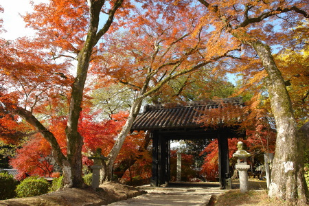 紅葉の秋月城跡