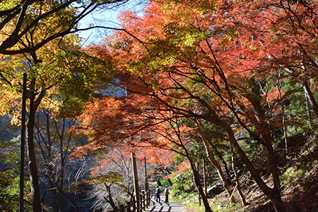 紅葉の養老公園