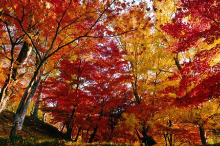 紅葉の最上山公園もみじ山