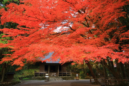 紅葉の中尊寺