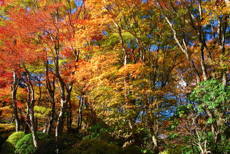 紅葉の箱根蓬莱園