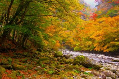 紅葉のべふ峡