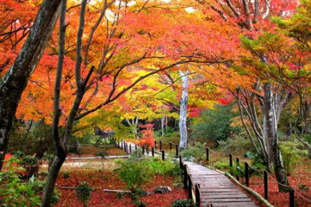 紅葉の宝筐院