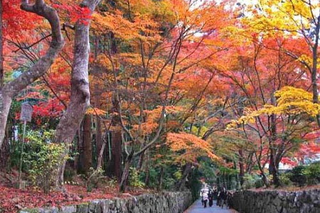 紅葉の興聖寺の参道