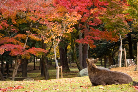 関西（近畿）の紅葉スポット