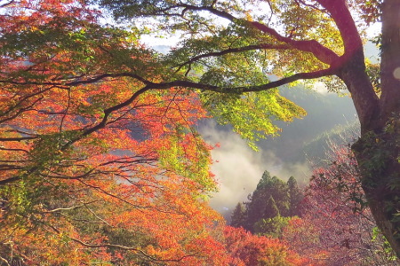 紅葉の吉野山