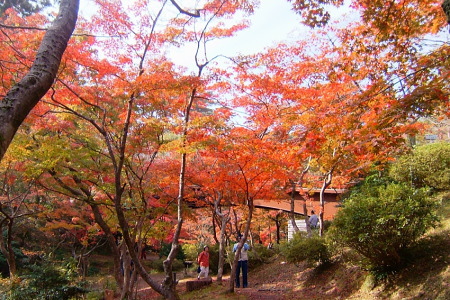 紅葉の弥彦公園もみじ谷