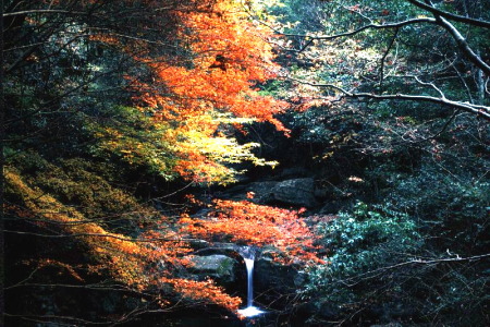 紅葉の犬鳴山