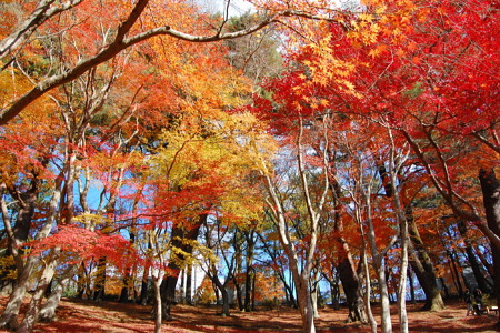 紅葉の修善寺虹の郷もみじ林