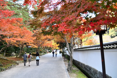 紅葉の岩国の紅葉谷公園